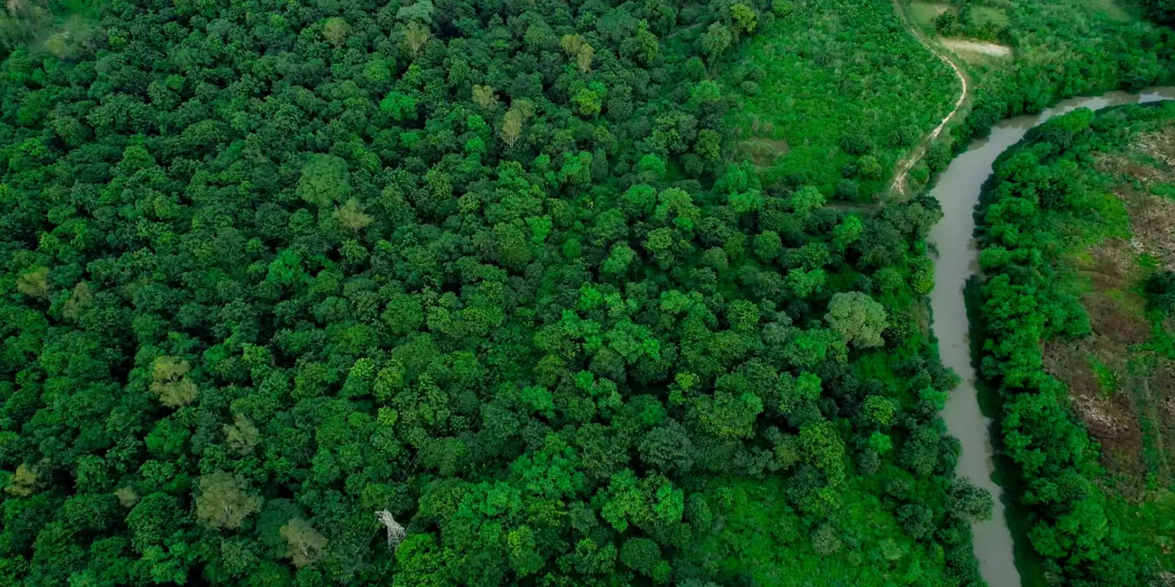 Afforestation in India