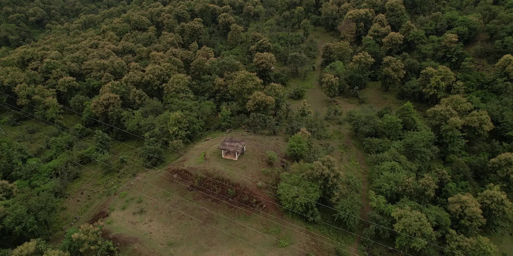 Afforestation in India