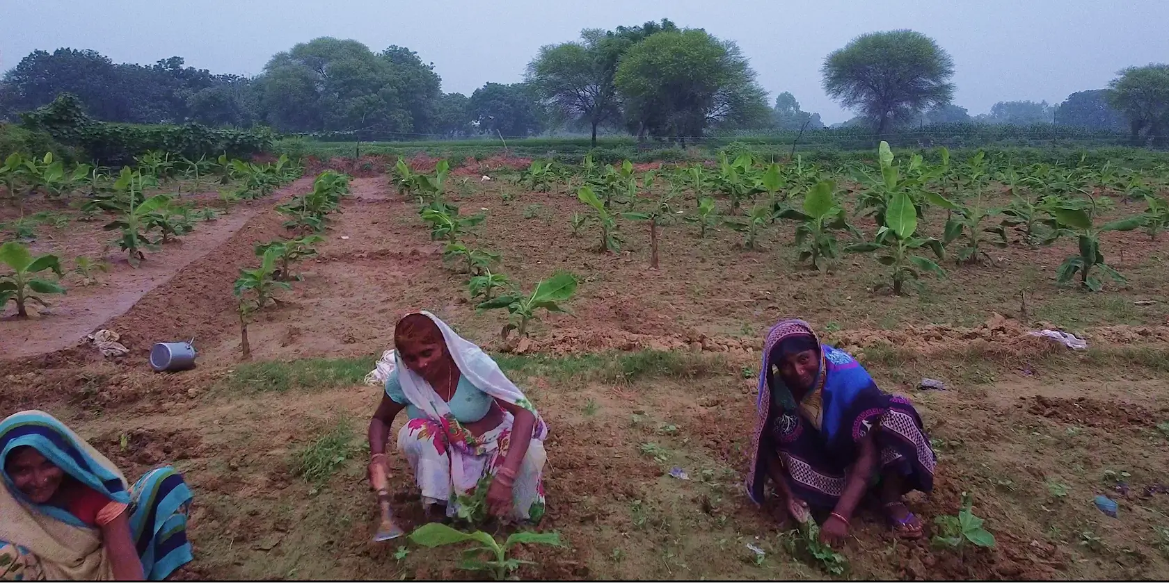 Afforestation in India