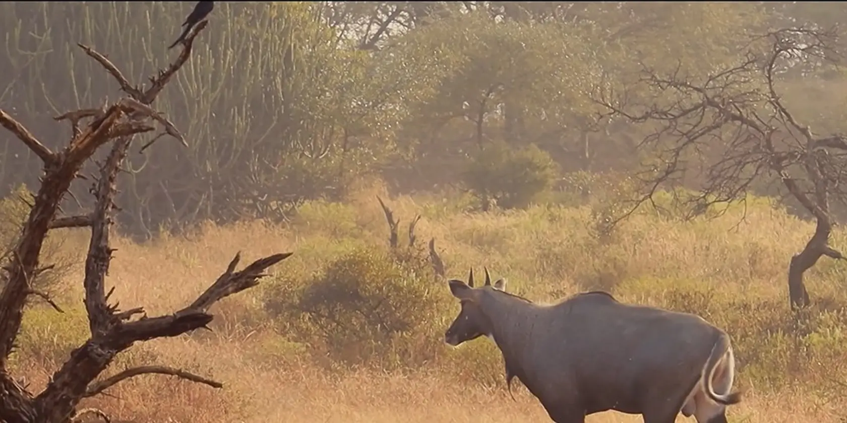 Afforestation in India
