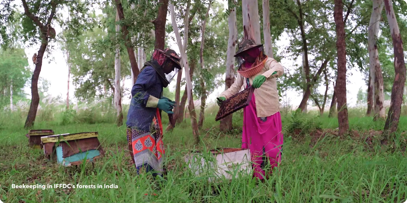 Beekeeping in IFFDC’s forests in India