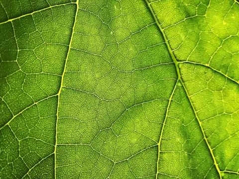 Photosynthesis