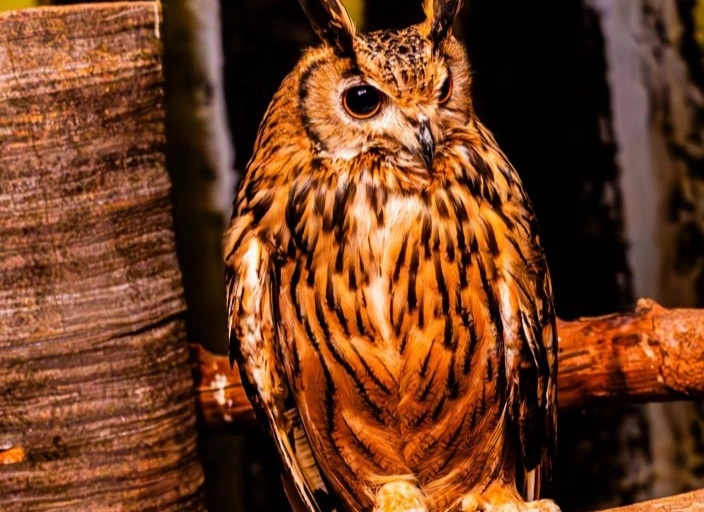 The Unwise Owl’s Story Workshop