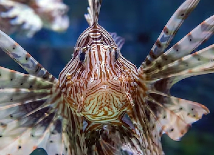 Deep Sea Debate: Mining the Ocean Floor