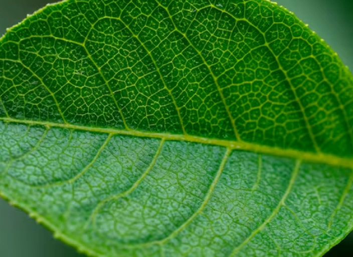 Leaf Explorer: Curious Beginner’s Journey