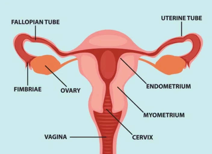 Teen Health: Understanding Your Hormones