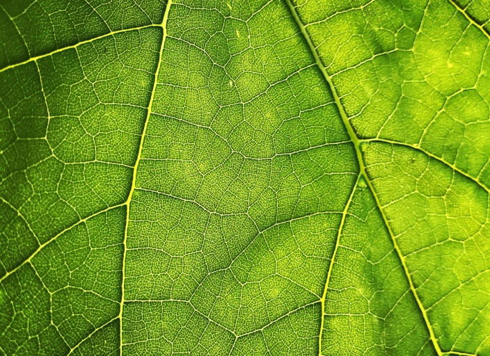 Structural Specialization in Xylem and Phloem